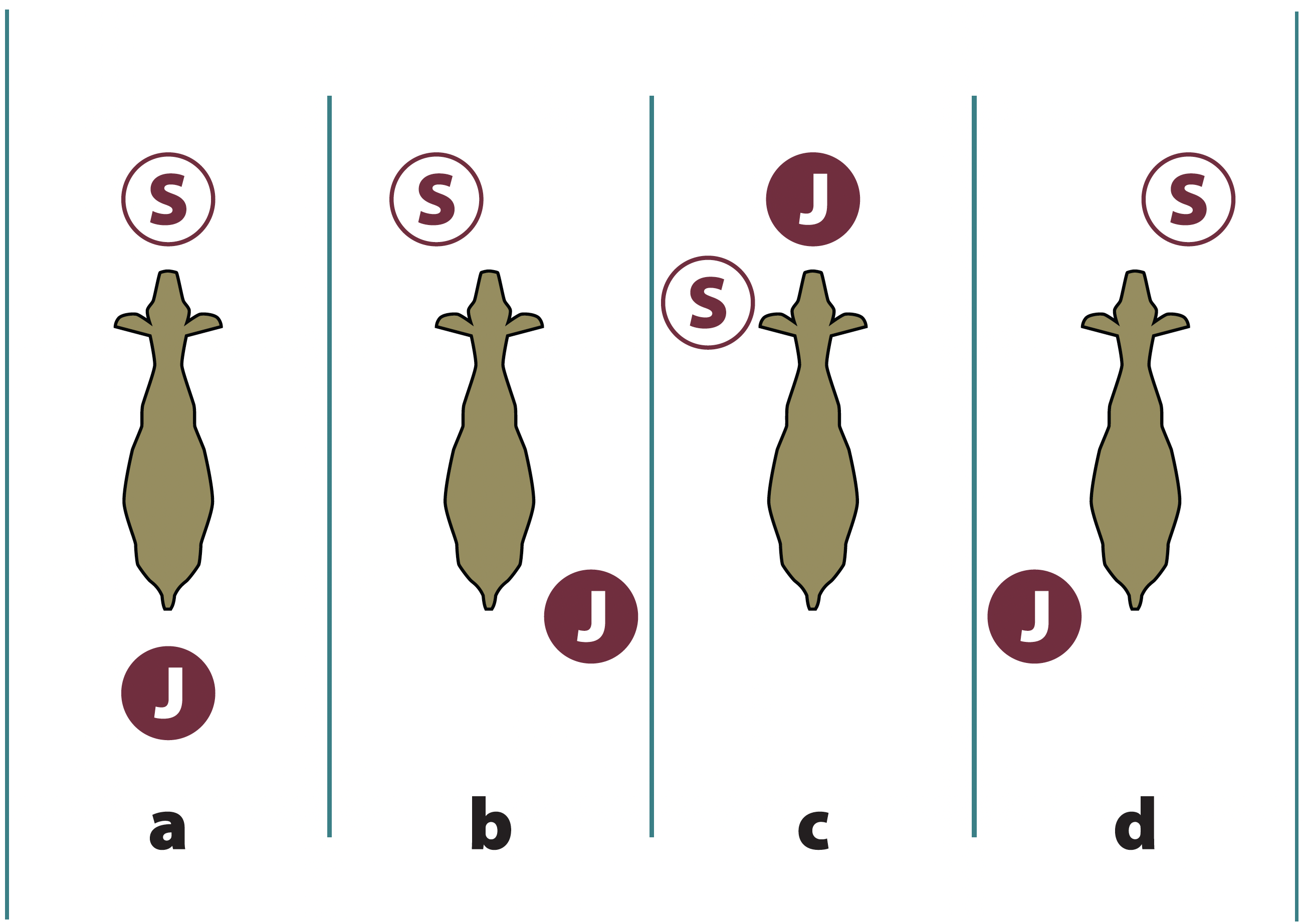 Four examples of goat, judge, and showman positioning while in the ring, as described in the text. 